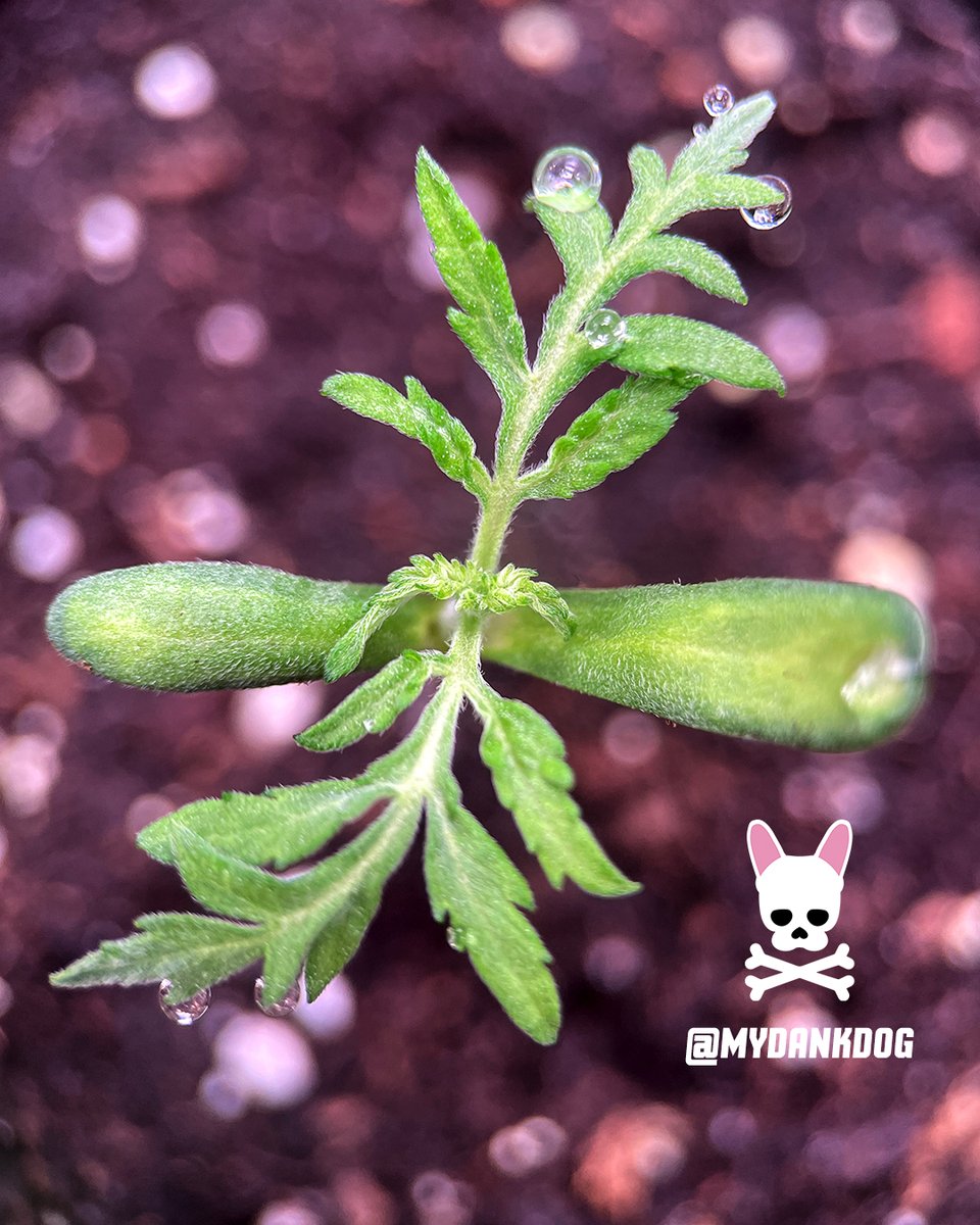 Terpyz Mutant Genetics new mutant lady on the grow. Mentha De Croco feminized photoperiod.
<a href="/TerpyzGenetics/">TERPYZ MUTANT GENETICS</a> <a href="/VIVOSUN/">Vivosun.official</a>
#lovewhatyougrow #growyourown