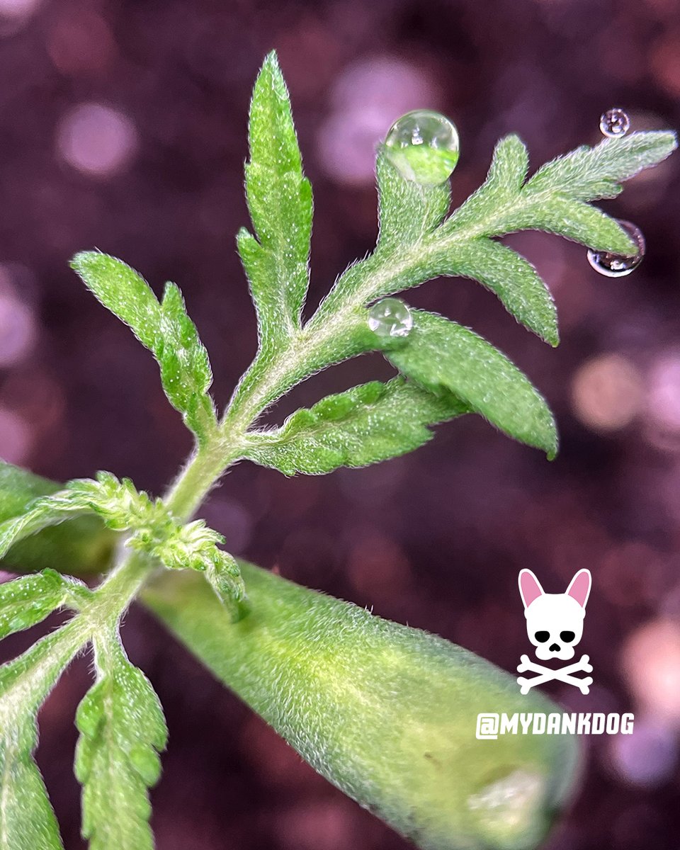 Terpyz Mutant Genetics new mutant lady on the grow. Mentha De Croco feminized photoperiod.
<a href="/TerpyzGenetics/">TERPYZ MUTANT GENETICS</a> <a href="/VIVOSUN/">Vivosun.official</a>
#lovewhatyougrow #growyourown