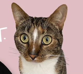 daily patches 😼 tweet media