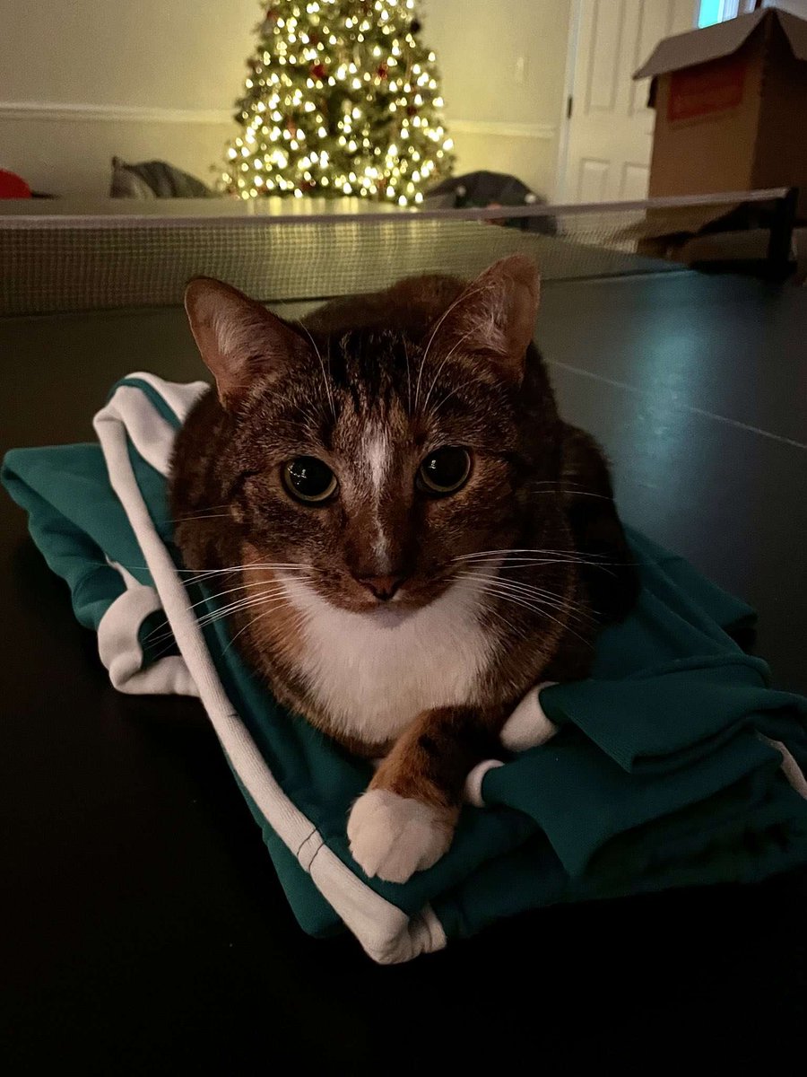 daily patches 😼 tweet media