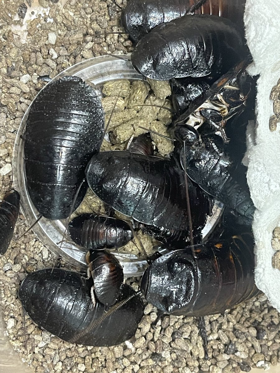 増えてきたな〜。
#マダゴキ
#ポルテントーサ のネーミングで購入したけど 合ってる？