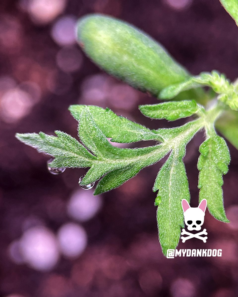 Terpyz Mutant Genetics new mutant lady on the grow. Mentha De Croco feminized photoperiod.
<a href="/TerpyzGenetics/">TERPYZ MUTANT GENETICS</a> <a href="/VIVOSUN/">Vivosun.official</a>
#lovewhatyougrow #growyourown