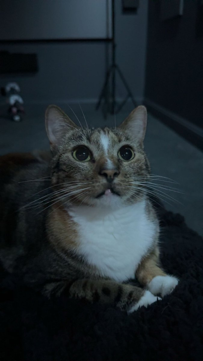 daily patches 😼 tweet media