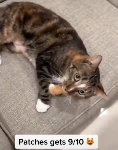 daily patches 😼 tweet media