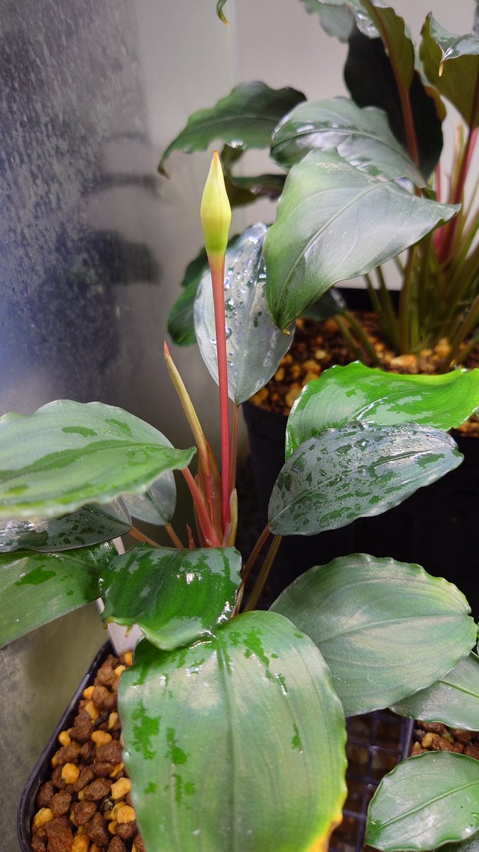 クリプトコリネとブセファランドラの沼 (@DfpQl72wTYukLub) / Posts / X