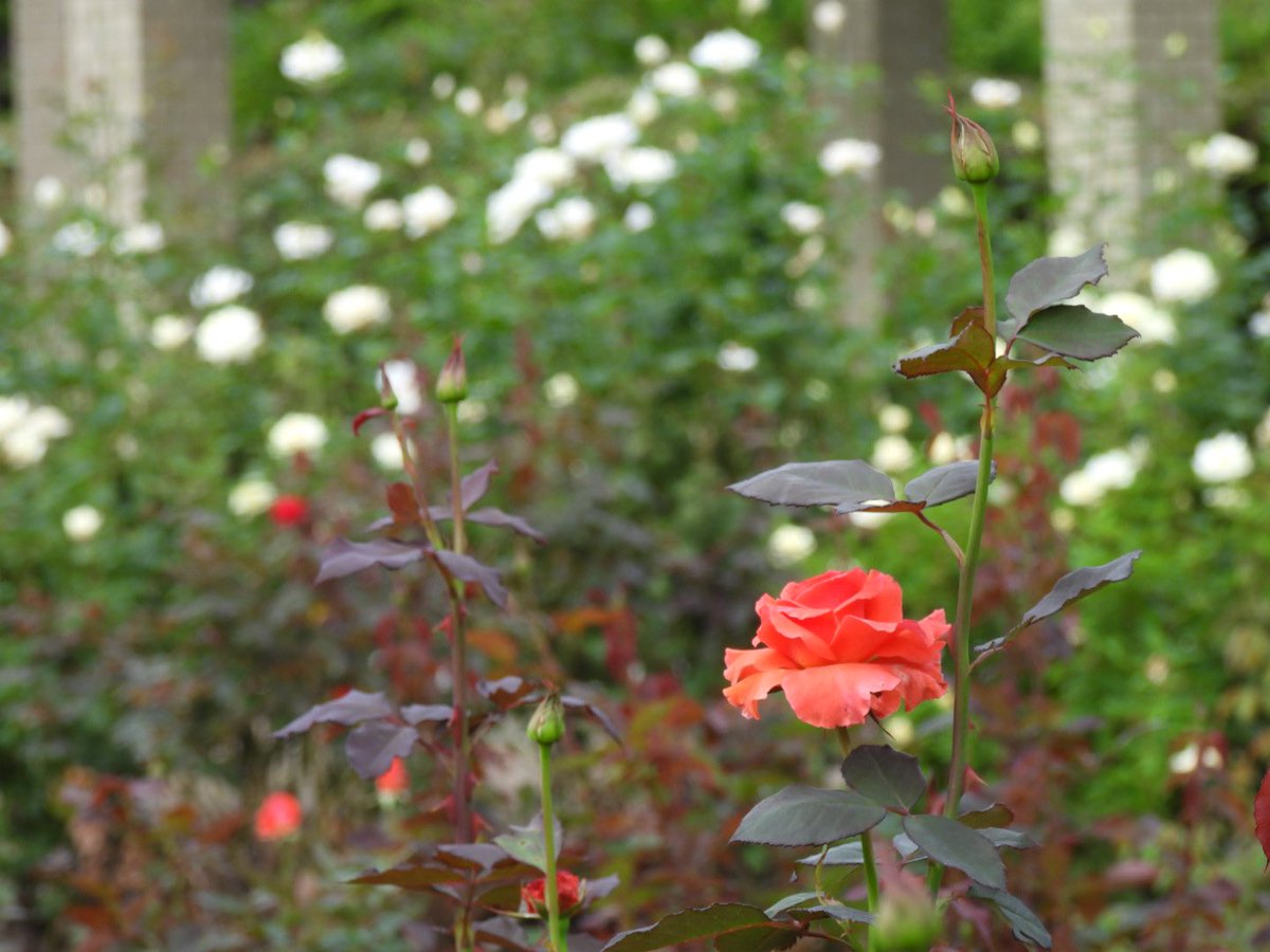 真（まこと） (@makoto_space) / Posts / X