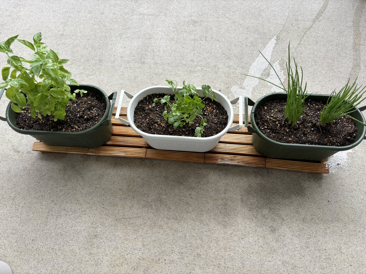 ミニトマトは大失敗(花は咲くけど実が新しく付かず)、大葉は夏の暑さにやられ、イタパセは虫にやられ…暑さがましになってきたからおなじみのバジル・イタパセに加えて初めてのわけぎ🌱