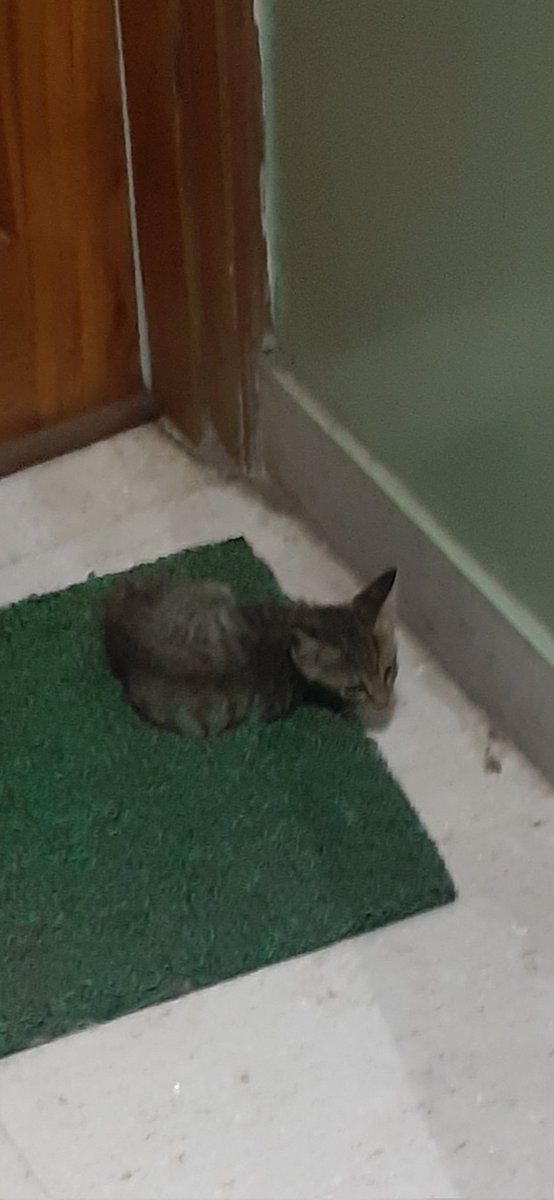 codewithrobu's tweet image. mom can we have her?