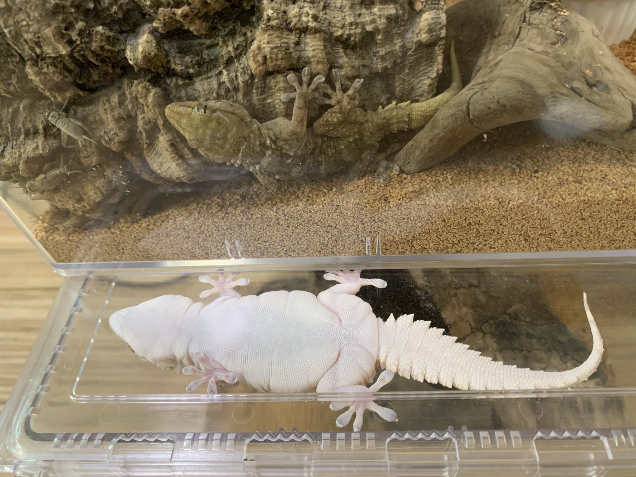 松蛇堂 (@Matsuhebi) / X