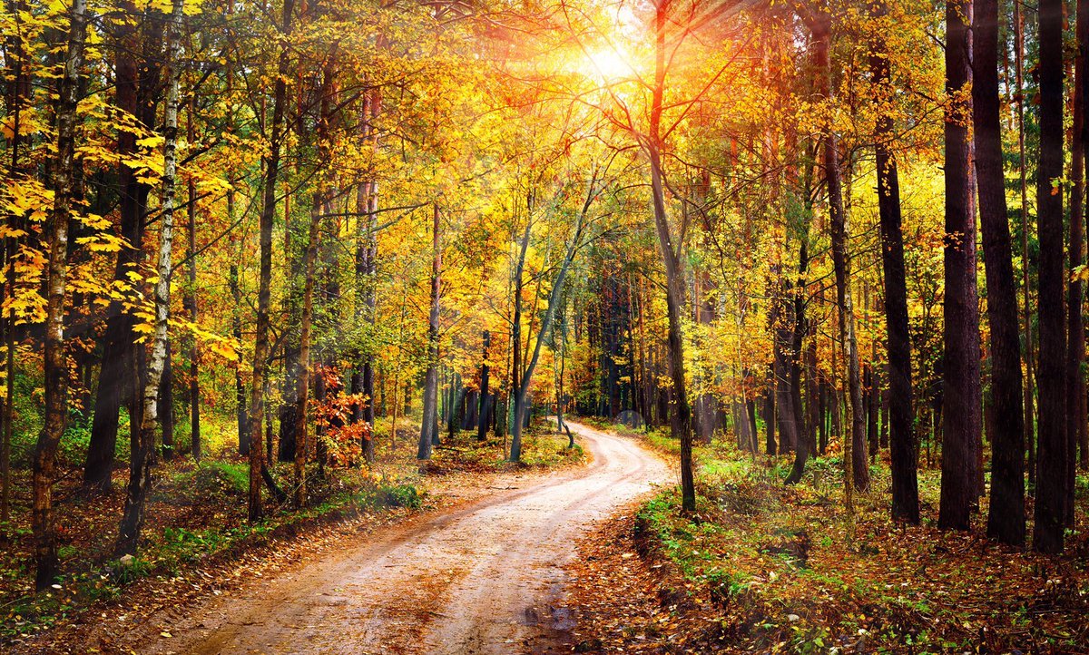 “It was a twisting road so we could not see what was around the next corner. At each turn the road became steeper and stonier. Where was it taking us? What should we do? Then through the trees we could see a small patch of sunlight, a small grassy glade.” ~C.R.Milne