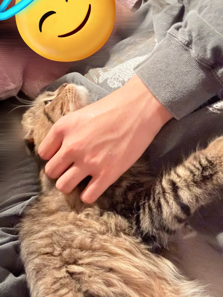 k_o_k_i_h's tweet image. よしわかった、俺も猫になるから結婚しような
