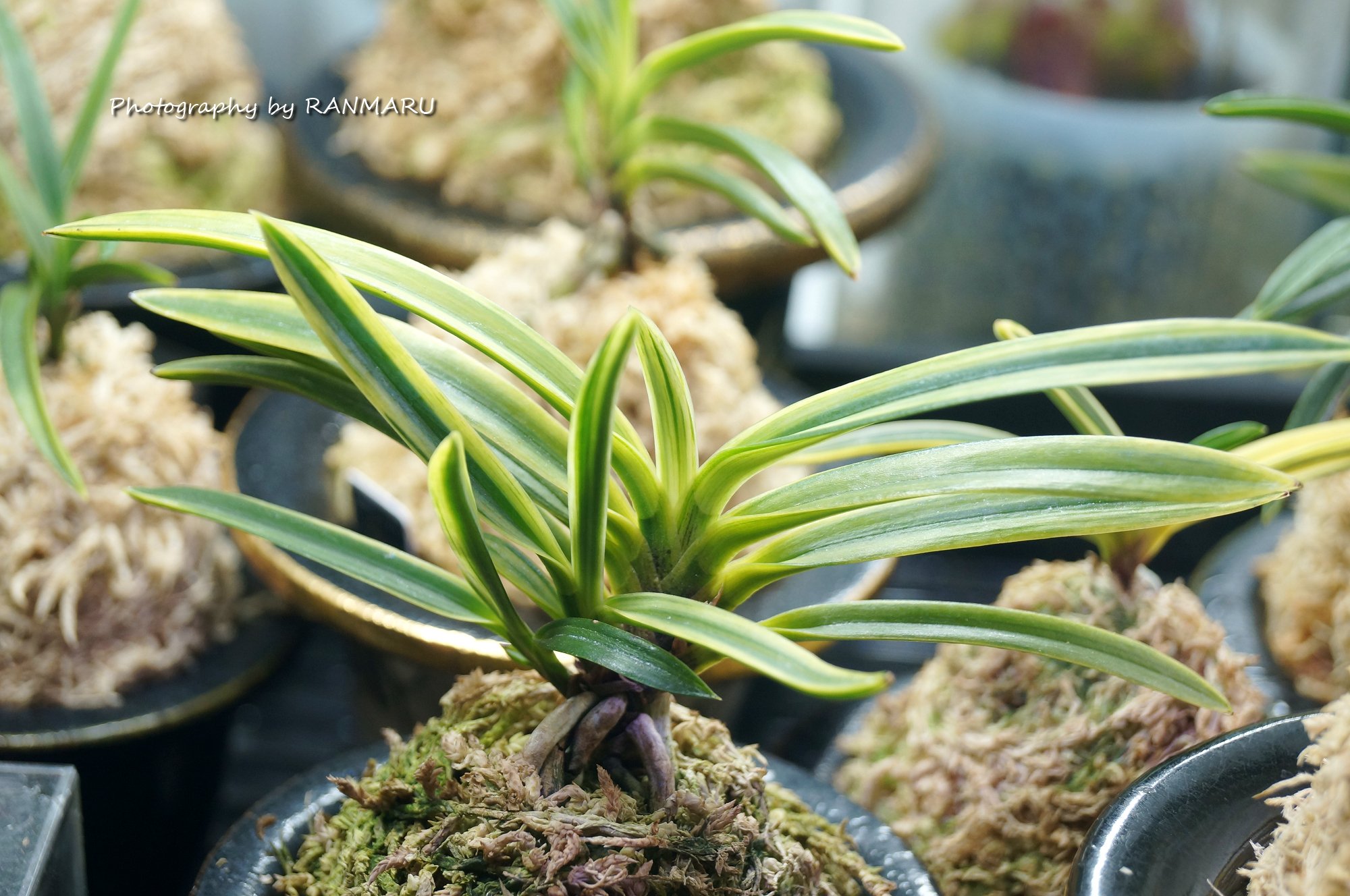 まさまる　アリ植物 RANMARU (@sakakkykazu) / X