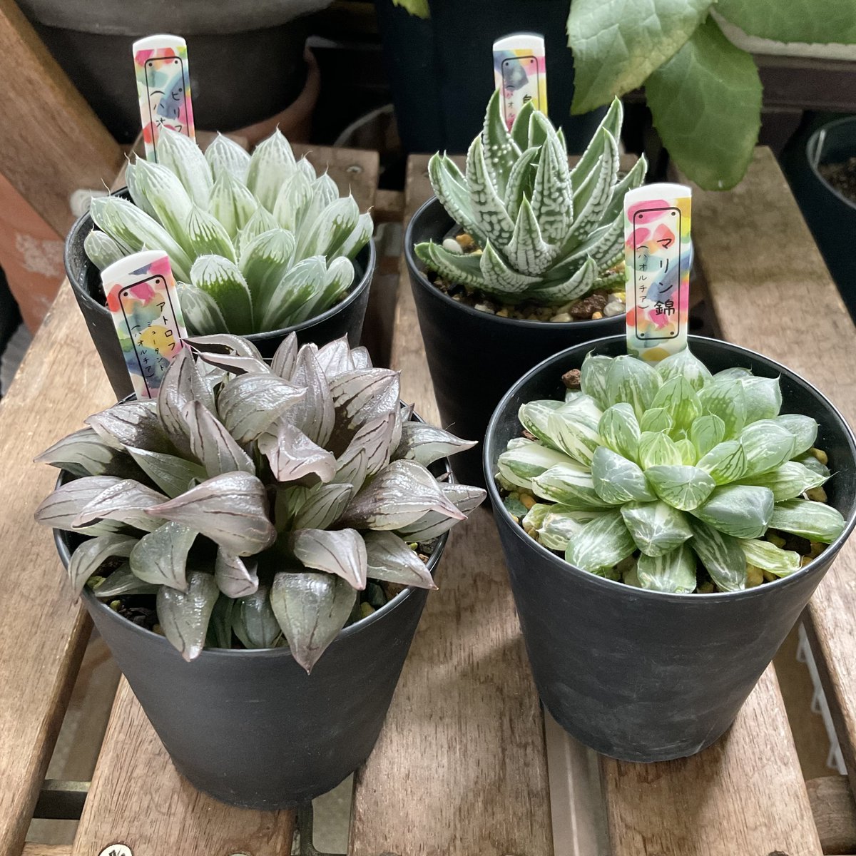 出張先でハオルチア買ってきました🕊️🌵
もっと欲しかったけど荷物になるので断念🛍️