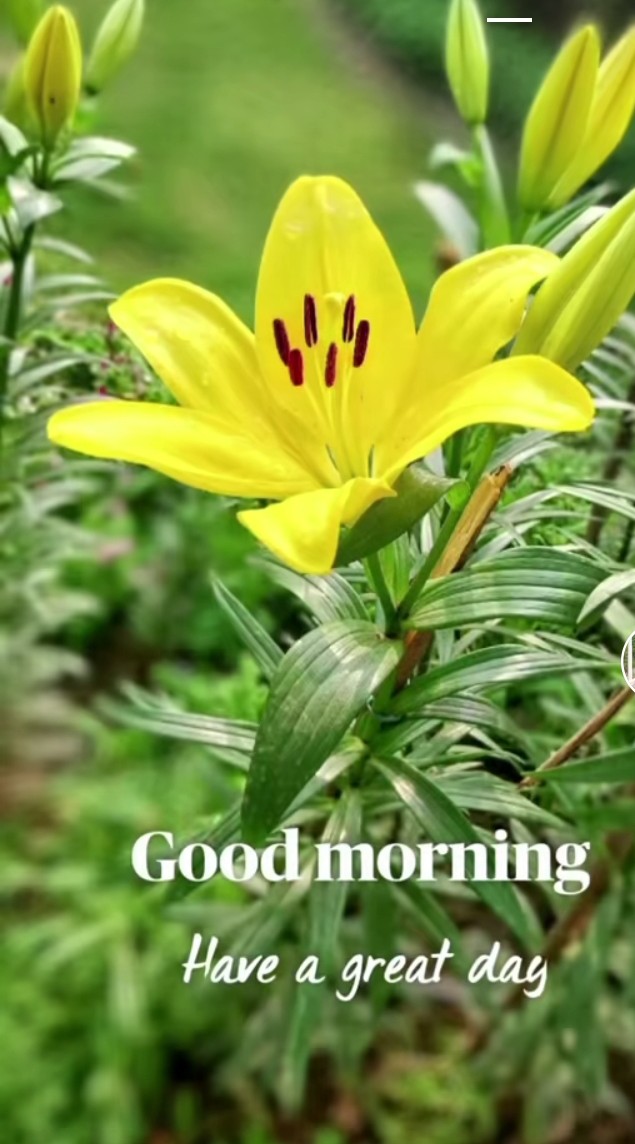 AbidAdeeba's tweet image. Good morning 💫💛💫💛💫have a great day💛💚💫💛💫💚💫