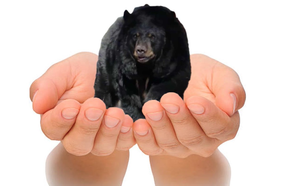 BearyDales's tweet photo. a present https://t.co/npmenIGMts