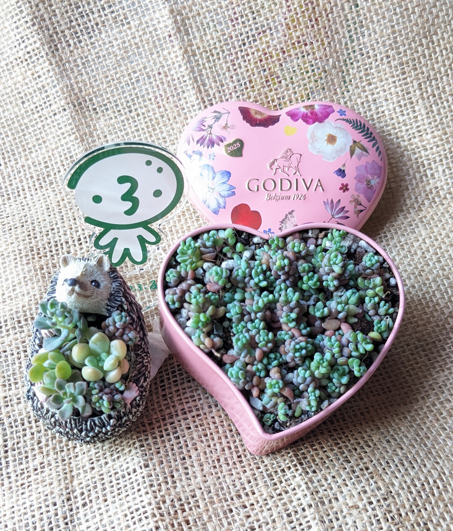 つぶつぶ屋 ❤️おもち丼❤️多肉 鉢のまま つぶー つぶお