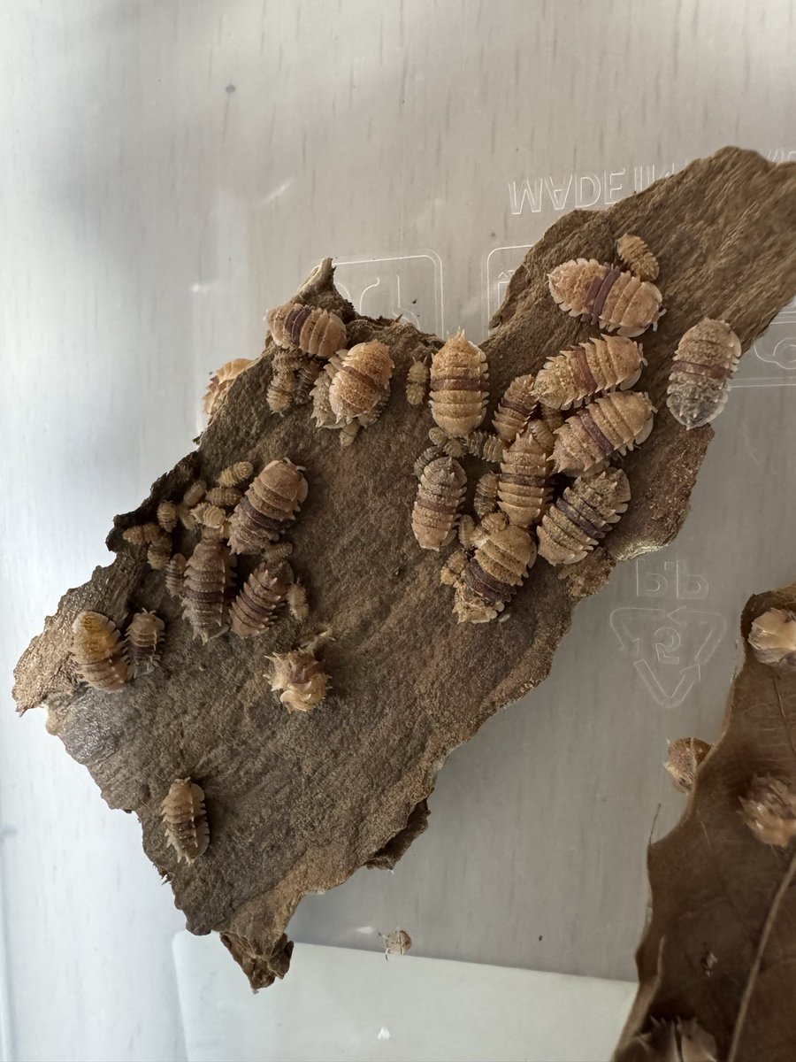 スピノサスベビーかわいい