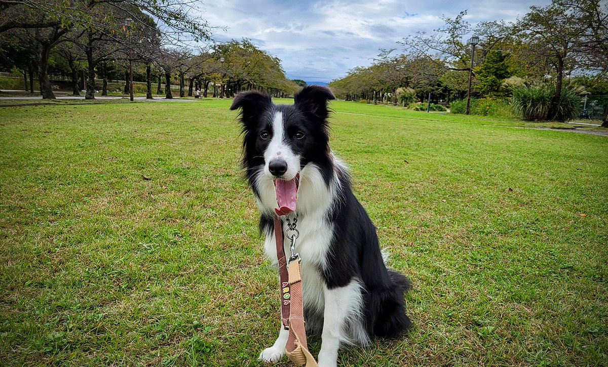 今日はワンちゃんの多い公園で落ち着く特訓だ～!!
と思って出かけたけど、ボッチでした...🐺
余裕の表情😅