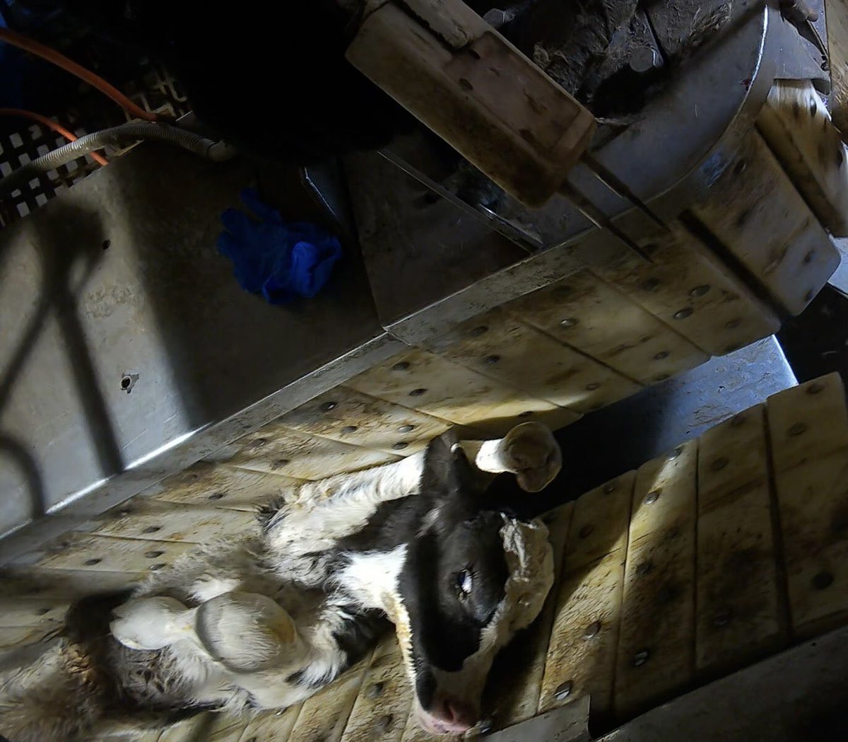 Nowhere is it decreed that we must acquiesce to egregious cruelty. Inflicting extreme harm upon fellow sentient individuals isn’t an immutable predestination, not some part of a predetermined reality, not ‘human nature’. It’s an ugly choice to be violent.

We are <a href="/PolAnimalClass/">We Are One Billion Screams</a>