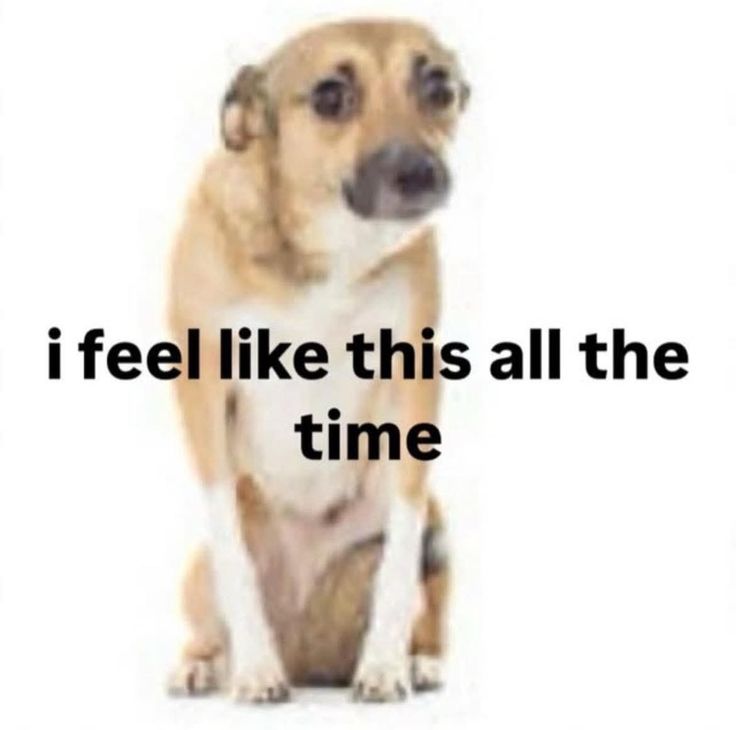 caninepoetry tweet media