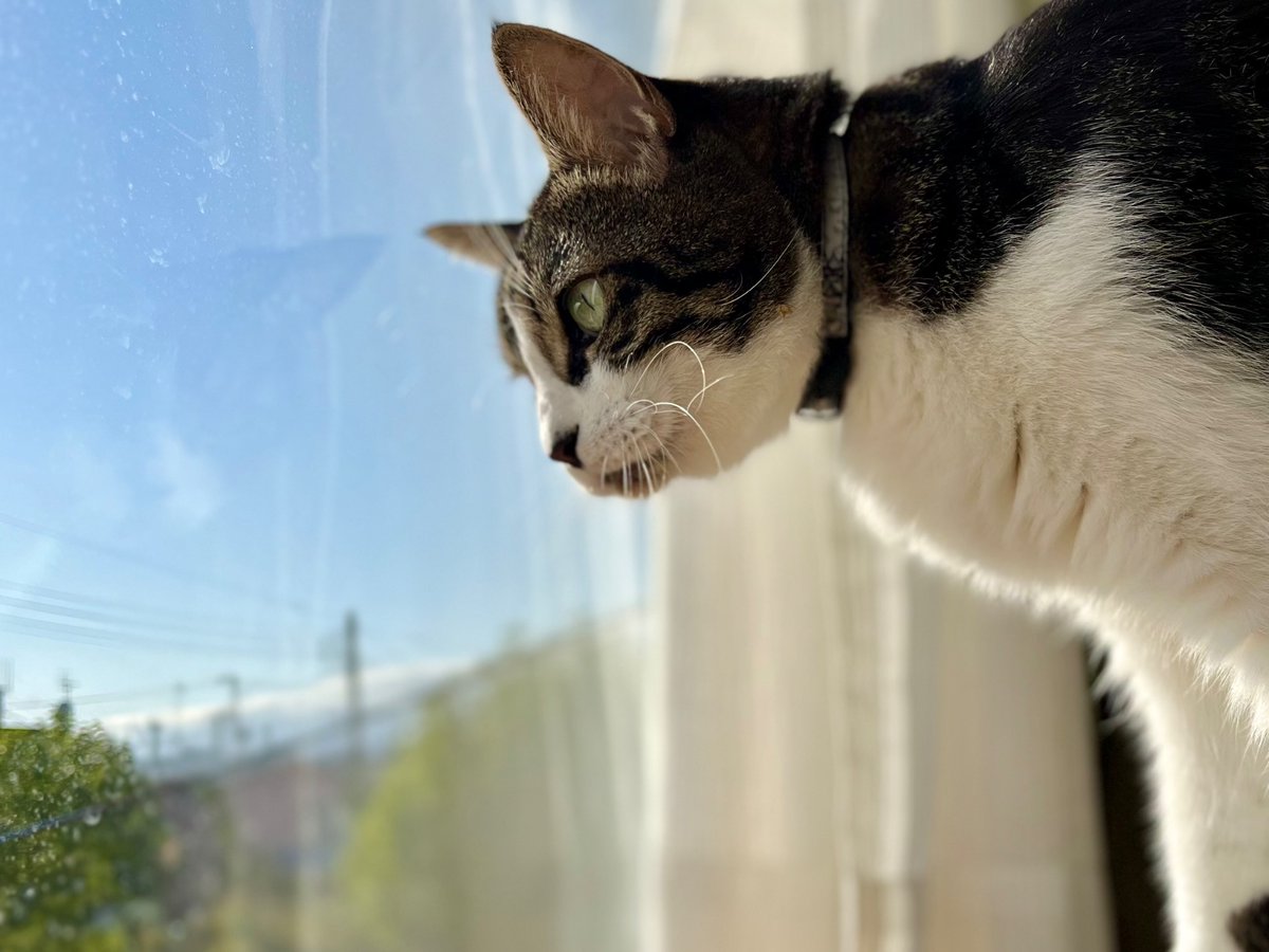 プカプカ猫　in　sky プカプカ猫 in sky Nanatsukaze - Flying Cat - YouTube