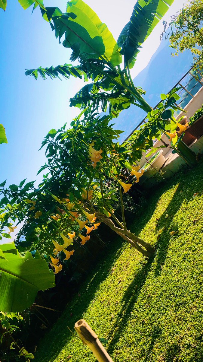 Sevgitasss's tweet image. Günaydınlar arkadaşlar. ☕️ 
Bu da benim güzel bahçemmm🥰