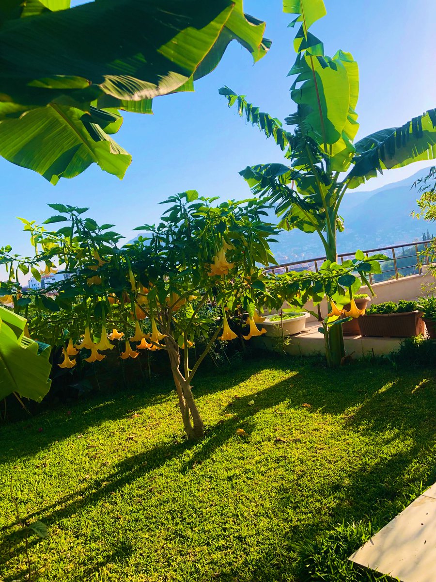 Sevgitasss's tweet image. Günaydınlar arkadaşlar. ☕️ 
Bu da benim güzel bahçemmm🥰