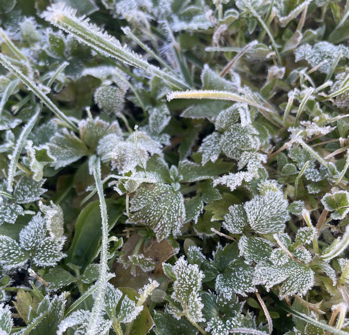 pinecanvasblog's tweet image. It’s beginning to look like winter …
Today’s frost still here in the shadows
It’s almost noon and the sun is up
#winteriscoming
