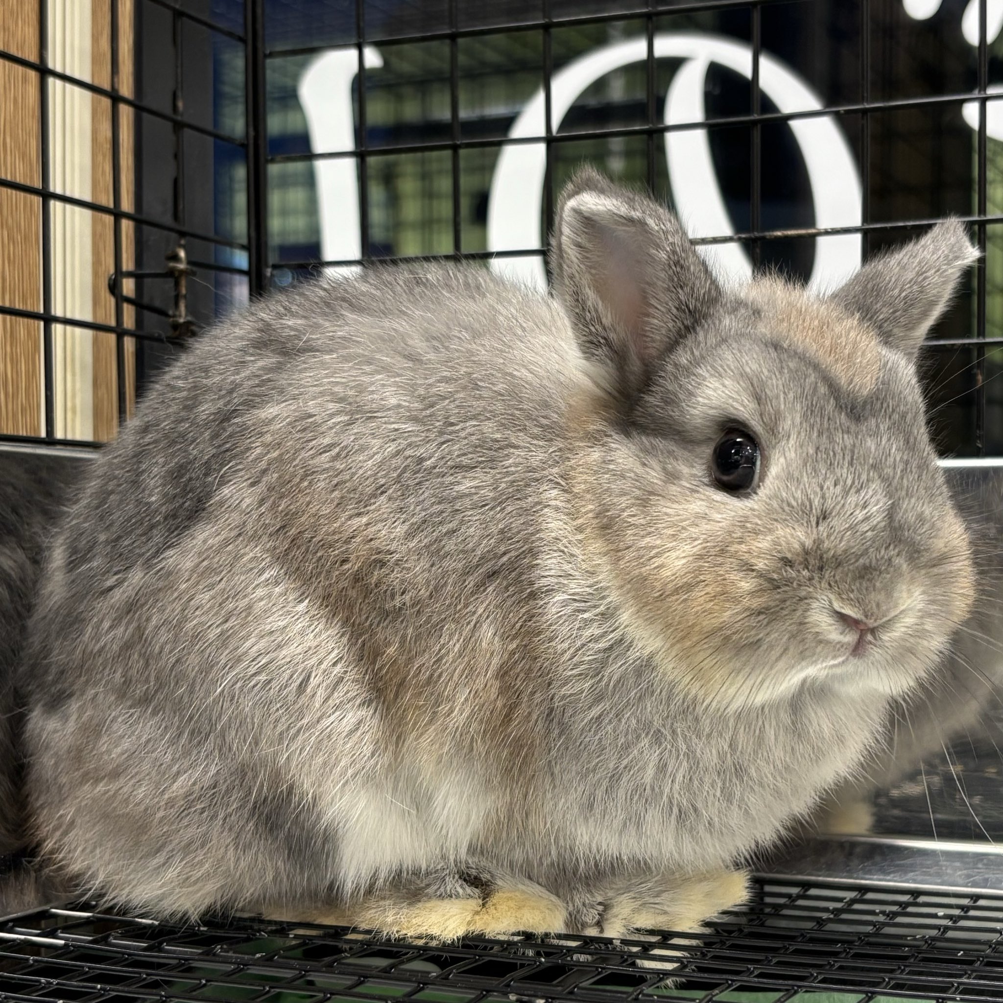 うさとり 🐰✨【今日のうさぎさん】✨🐰 🖼️1〜6枚目 7月14日生まれの