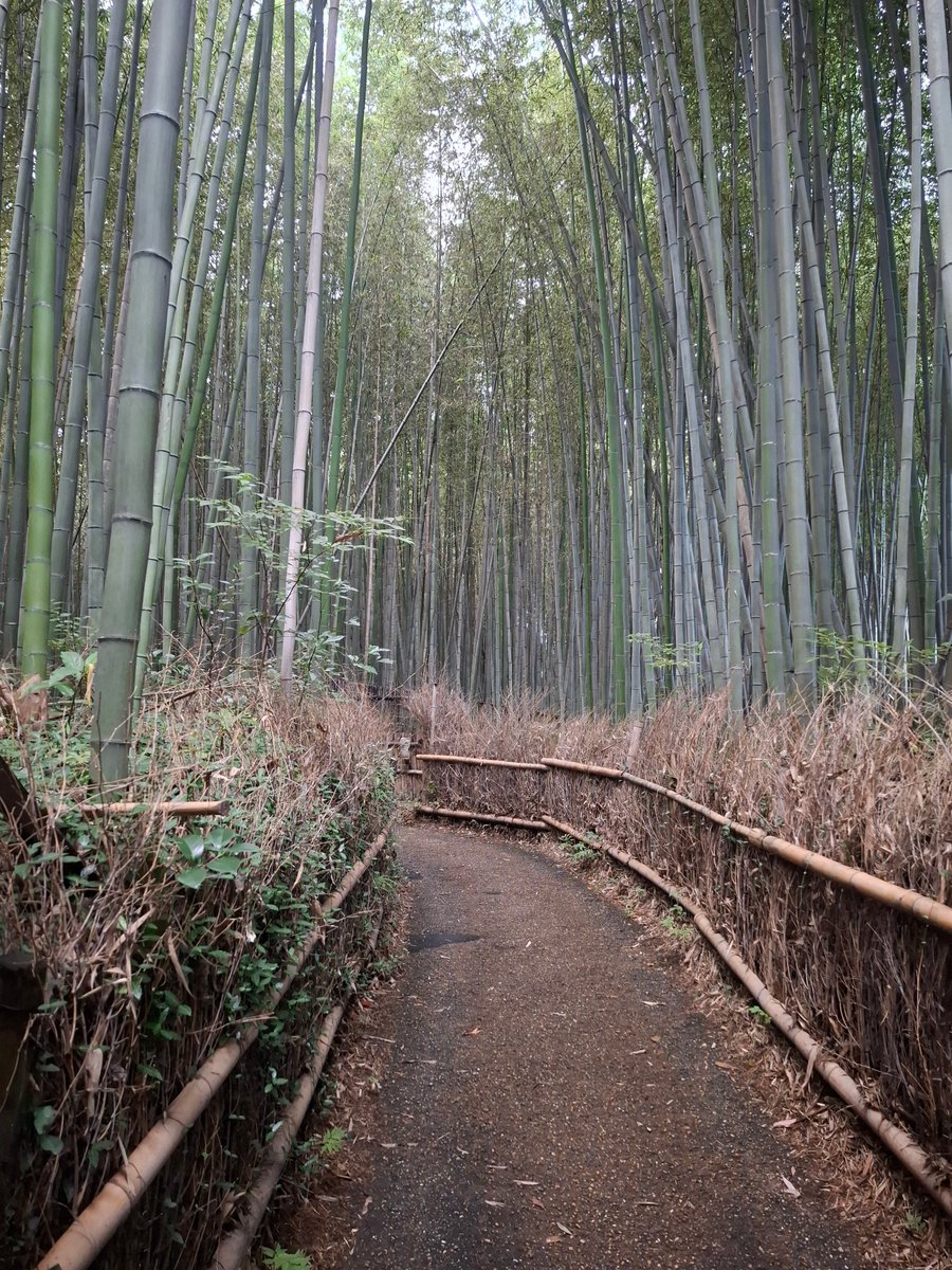 金閣寺からの嵐山の竹林