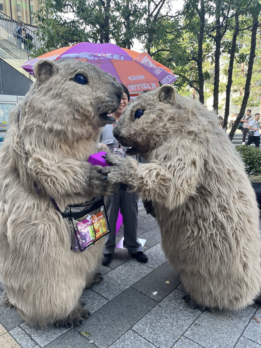 E3%82%AB%E3%82%B8%E3%83%83%E3%83%86