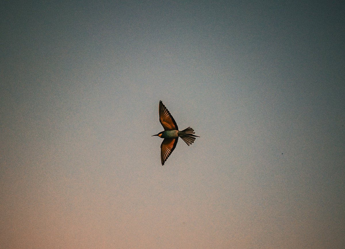 gm happy Sunday fam!

Available on secondary Objkt 📷