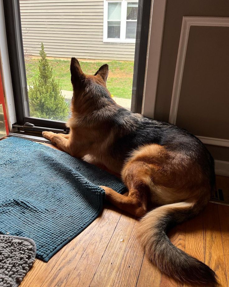 germansheprd285's tweet image. Ears up. Eyes sharp. Tail wagging. Ready for anything. 💥
#WorkingDogVibes #SmartAndStrong #GSDPride