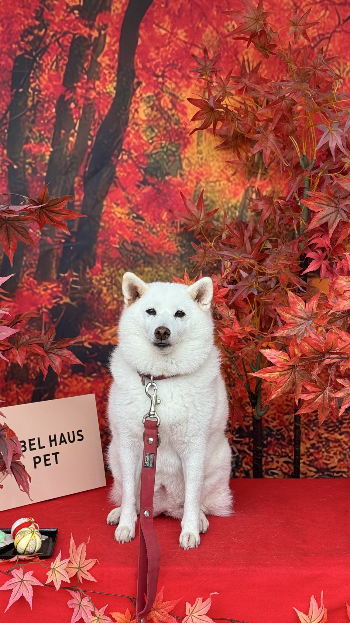 ふぁんふぁん★様 ふぁんふぁん (@fanfan__fz) / X