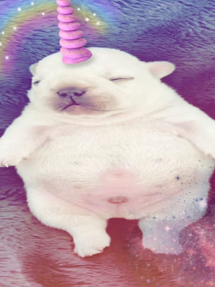 sealymuffins's tweet image. I no wanna live anymoh