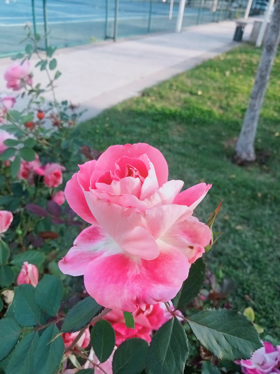 "En güzel intikam iyi yaşamaktır."

- Patrick Rothfuss 
#NaturePhotography #nature