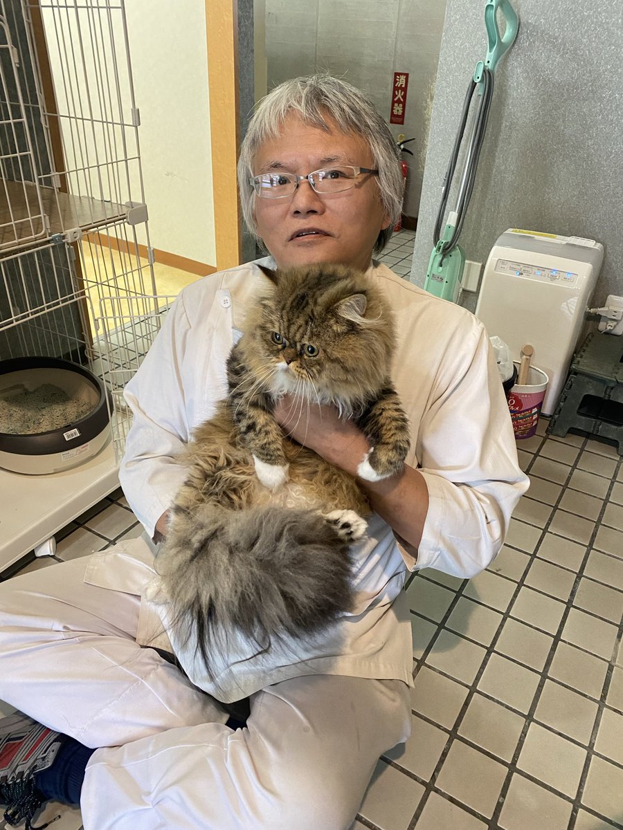 ラガマフィンの男の子
やって来ました
ふわっふわ！
大人しそうです
4キロだと聞いてたけど4.8キロだそう
ちなみにすいません、この子は2万5千円じゃないです

名前なんにしようか？

#ラガマフィン