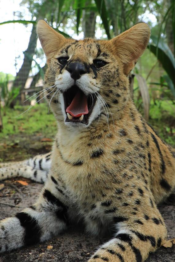 Serval Every Hour! (@servaleveryhr) on Twitter photo 
