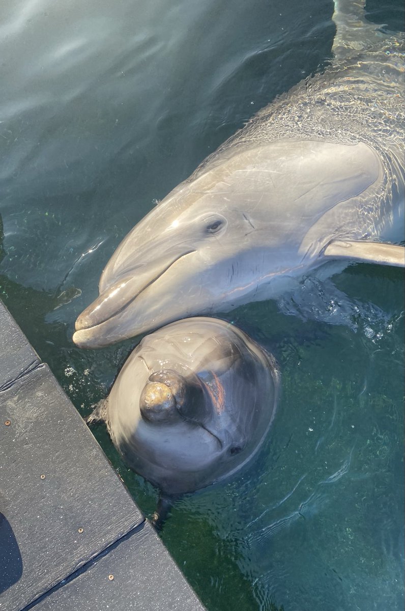 つくみイルカ島【公式】 (@irukajima_staff) / Posts / X