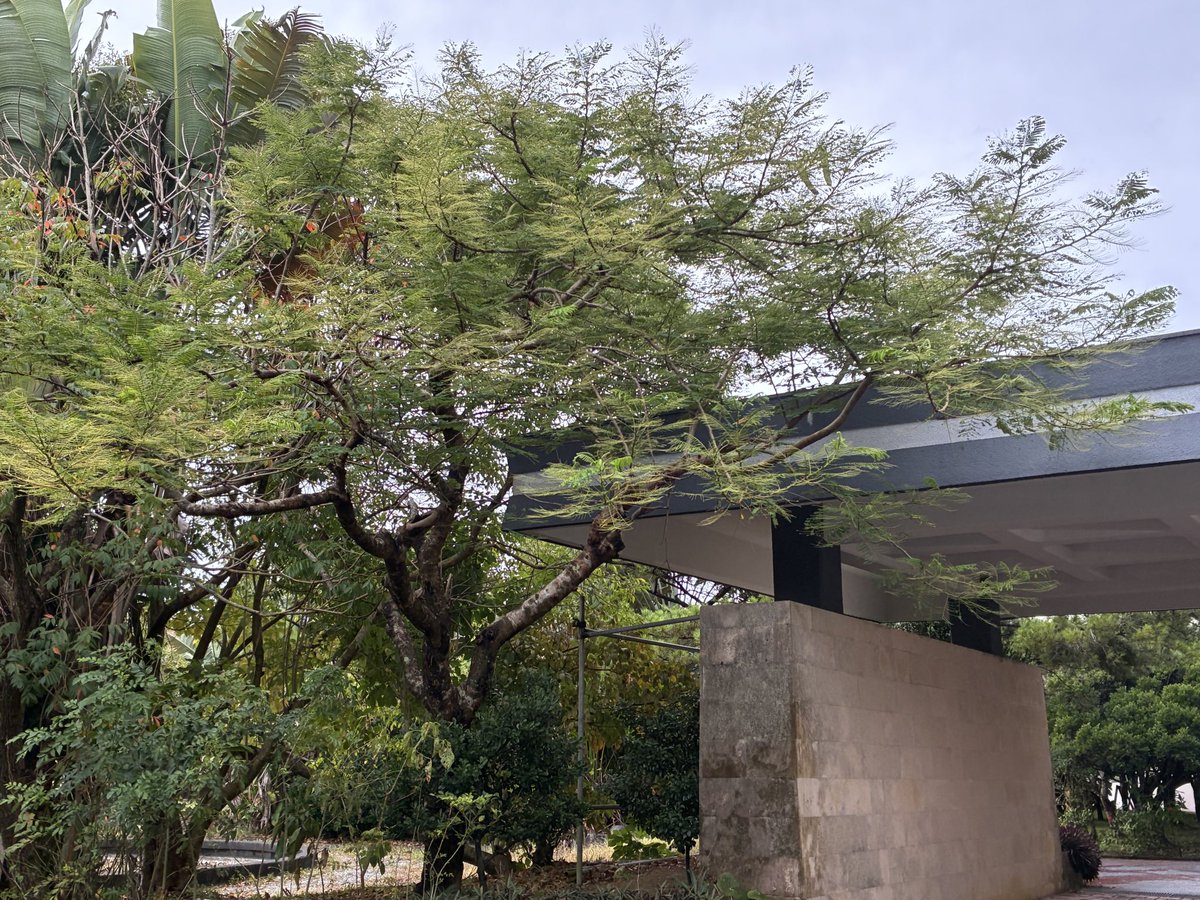 農学部棟正面玄関前
今年もシャクトリ大地獄が発生するんかな？去年はミツバチ並みにいたみたい