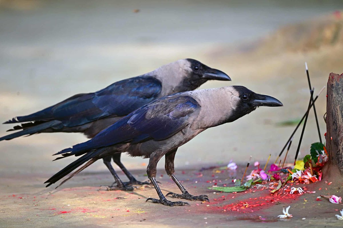 nepaltourismb's tweet image. 🪔🐦 Honoring the messenger of Yamaraj this Kaag Tihar — may the crows bring good news and blessings to every home! ✨💫

Nepalnow.travel 

PC: Susheel Shrestha

#KaagTihar #TiharVibes #NepalNOW #LifetimeExperiences #VisitNepal