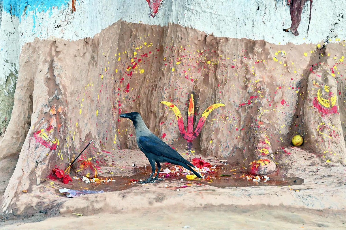 nepaltourismb's tweet image. 🪔🐦 Honoring the messenger of Yamaraj this Kaag Tihar — may the crows bring good news and blessings to every home! ✨💫

Nepalnow.travel 

PC: Susheel Shrestha

#KaagTihar #TiharVibes #NepalNOW #LifetimeExperiences #VisitNepal