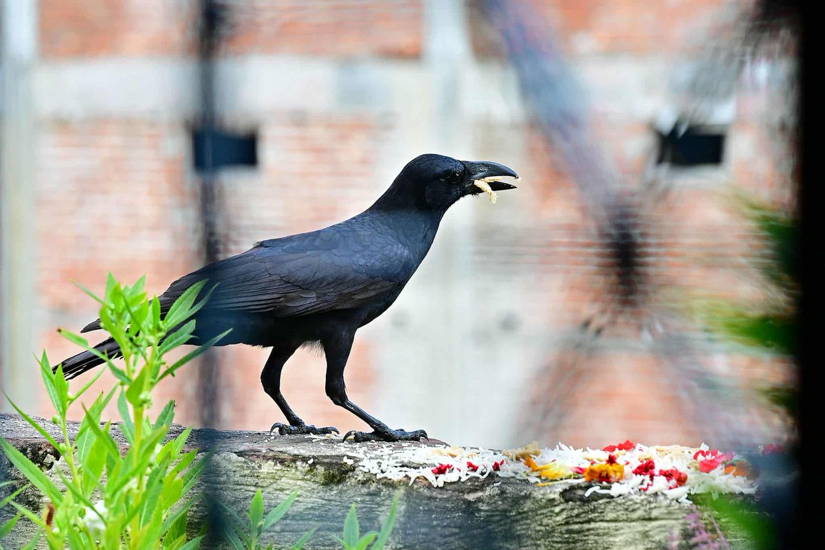 nepaltourismb's tweet image. 🪔🐦 Honoring the messenger of Yamaraj this Kaag Tihar — may the crows bring good news and blessings to every home! ✨💫

Nepalnow.travel 

PC: Susheel Shrestha

#KaagTihar #TiharVibes #NepalNOW #LifetimeExperiences #VisitNepal