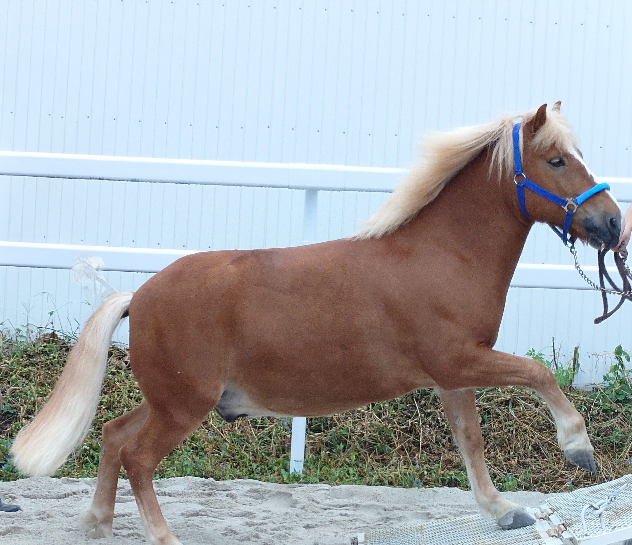 馬のポニー 新しく2頭のポニーが仲間入りしました！！ - ニュース - ポニー
