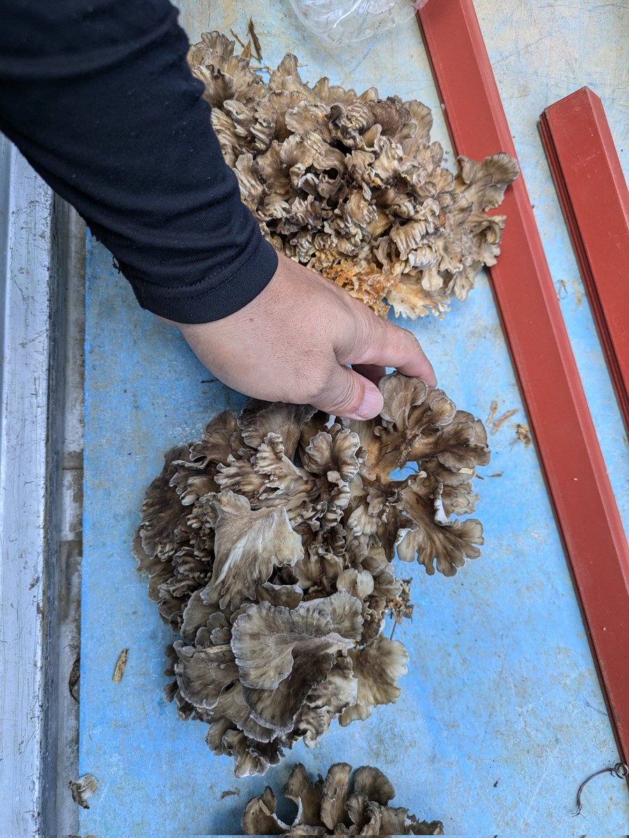 舞茸できてる！！！！！！
うおおおおおおおおおおおお！！