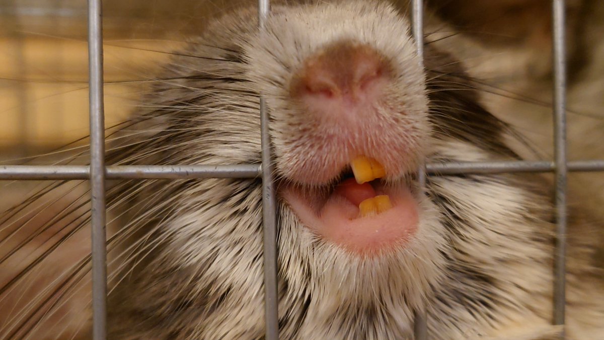 今日もチンチラを辞めている壱丸。
口の中乾かへんのかな

#チンチラ