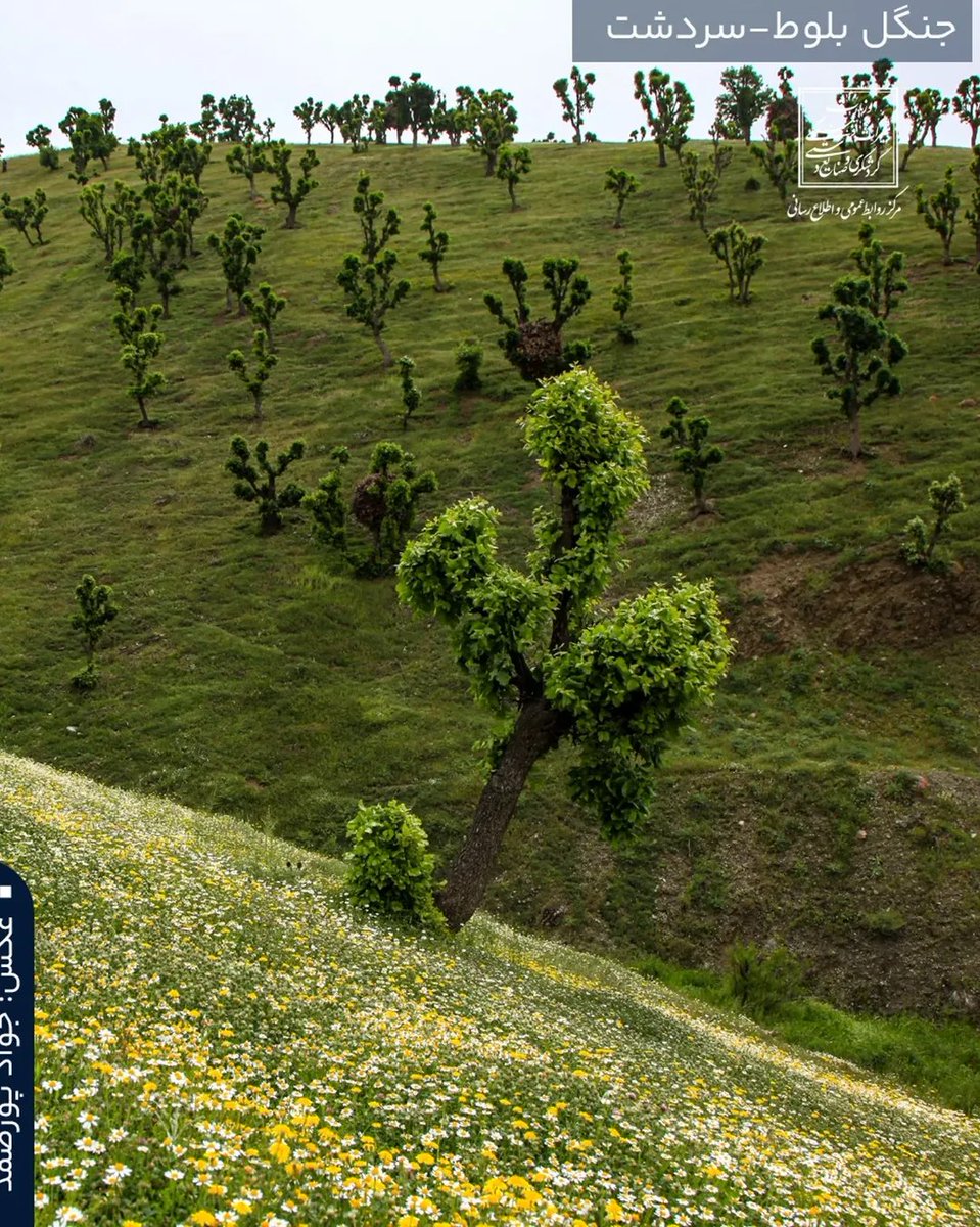 مسیر پیرانشهر به سردشت در میان شکوه جنگل‌های بلوط که نگاه هر کسی را که از آن عبور می‌کند مبهوت خود خواهد کرد.
آذربایجان غربی سرزمین زیبایی ها 
#جنگل_های_سردشت