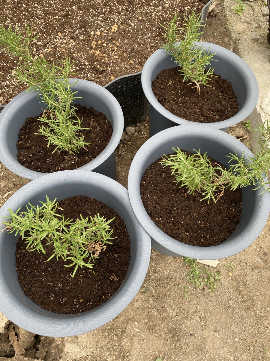 ローズマリー•イングラム植え替えしました。
#ハーブ #ローズマリー #ガーデニング