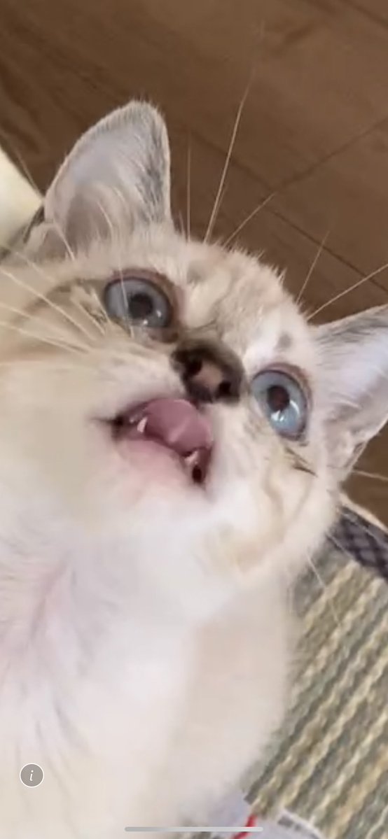 今日のねこ

#まおまおまお
