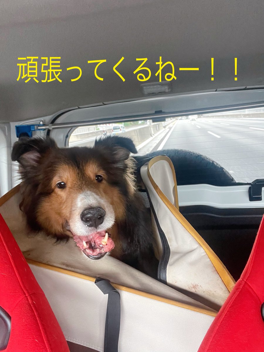 Sheltie_takeru's tweet photo. イッヌ兄、たけるが棘細胞性エナメル上皮腫の手術を受けることになりました。
去年から様子をみていたのですが、ここ、2ヶ月で急に大きくなってしまいました。下顎の先を骨ごと取ります。
もっと小さい腫瘍の時に対処しておけば良かったです。やっぱりセカンドオピニオンは必要ですね。#シェルティ https://t.co/cn7q57VUBZ
